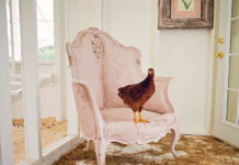 Pollaio in stile shabby chic | Tuttosullegalline.it