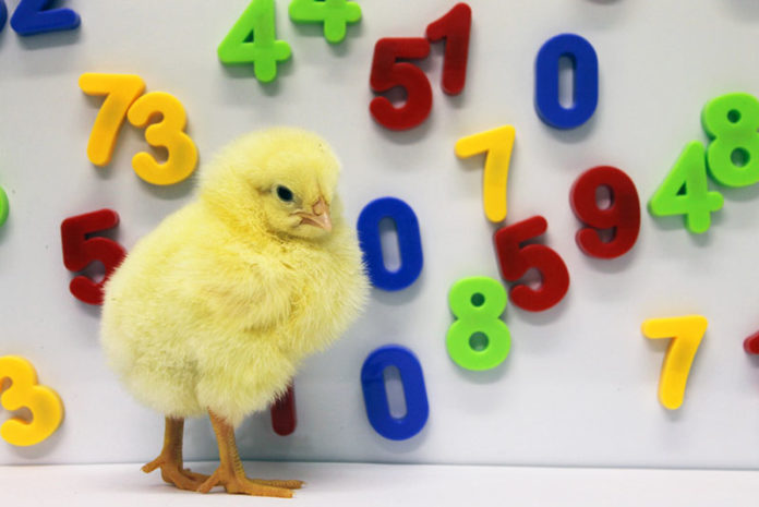 Cose Incredibili Che Pulcini E Galline Possono Imparare A Fare Galline Pollaio Ricette Con Uova E Video Divertenti