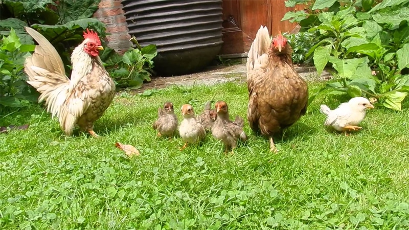 Gallina, gallo e pulcini di razza Serama | galline nane bantam