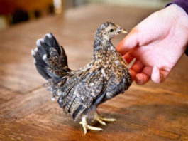 Serama: la gallina ornamentale più piccola e socievole al mondo | Tuttosullegalline.it