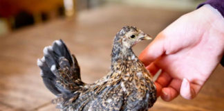 Serama: la gallina ornamentale più piccola e socievole al mondo | Tuttosullegalline.it
