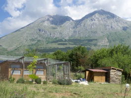 La canapa nell'alimentazione delle galline ovaiole, Azienda bio "L'uovo e la canapa" | Tuttosullegalline.it