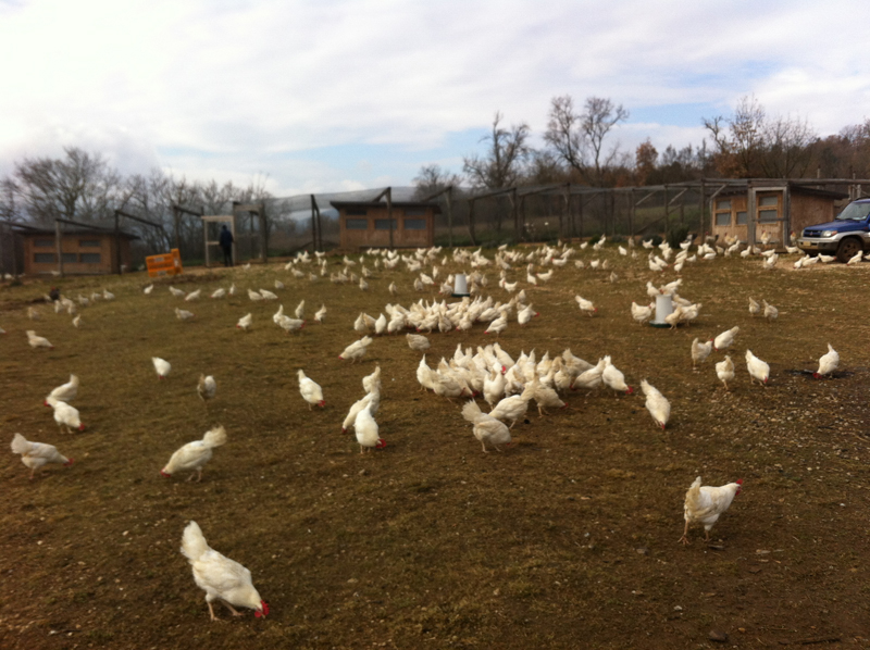 Galline livornesi libere presso l'allevamento bio L'uovo e la canapa | L'aquila