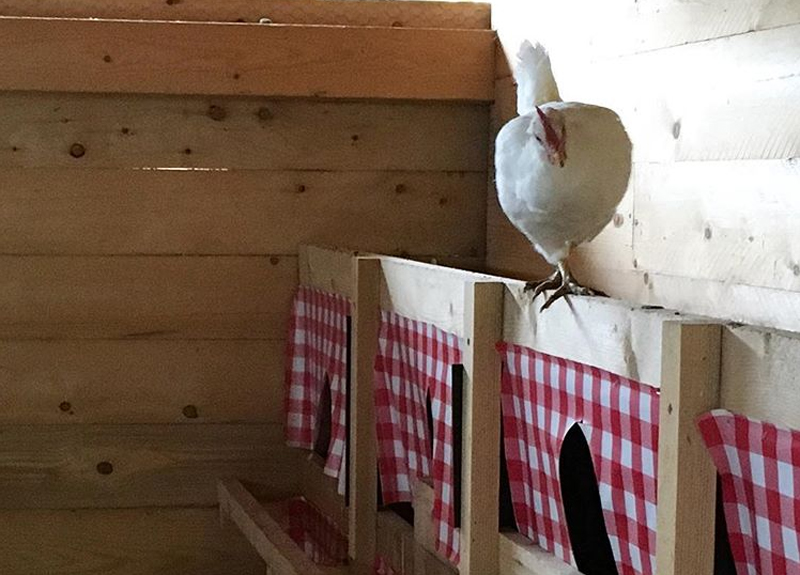 Gallina ovaiola livornese all'interno del pollaio