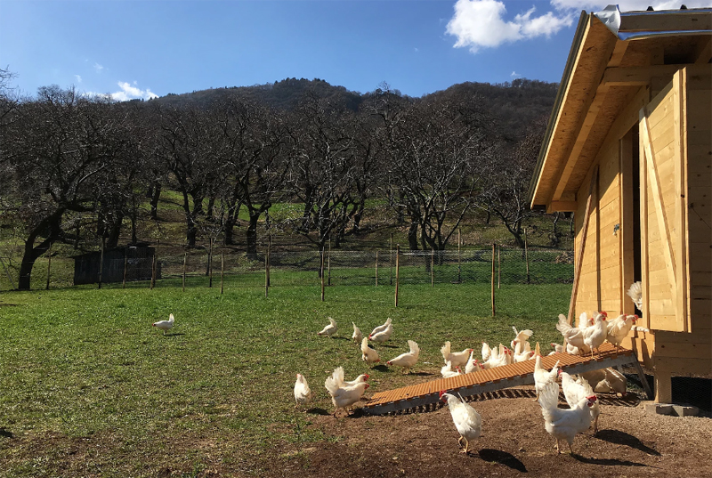 Pollaio e pascolo per le galline ovaiole presso Uova di Montagna Bio