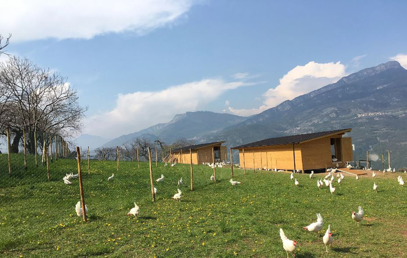 Pollaio dell'allevamento avicolo di galline ovaiole Uova di Montagna Bio