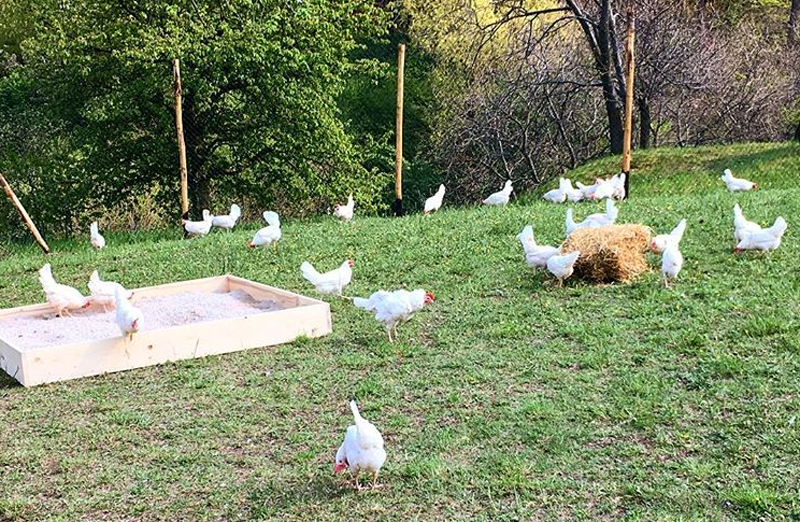 Galline ovaiole di razza Livorno allevate libere 