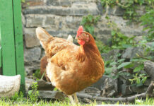 9 buoni motivi per realizzare un pollaio domestico e allevare galline | Tuttosullegalline.it