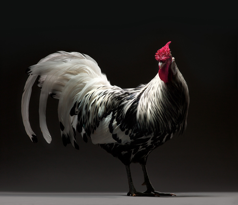 CHICken, progetto fotografico galline eleganti e alla moda