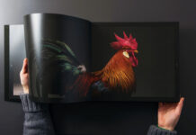 Progetto fotografico "CHICken", l'eleganza (naturale) di galli e galline | Tuttosullegalline.it
