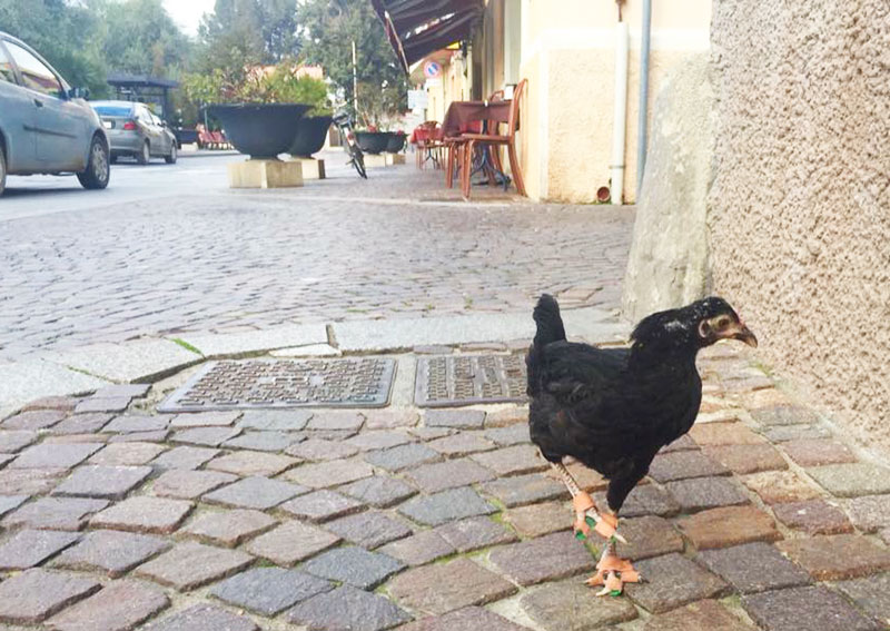 La gallina Camilla e i rinforzi per le zampe