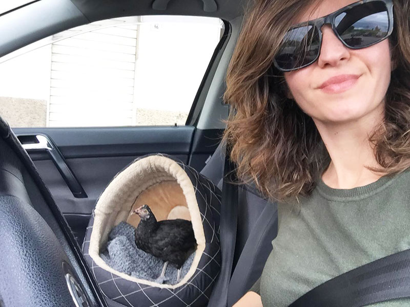 La gallina Camilla in auto con Francesca Piras