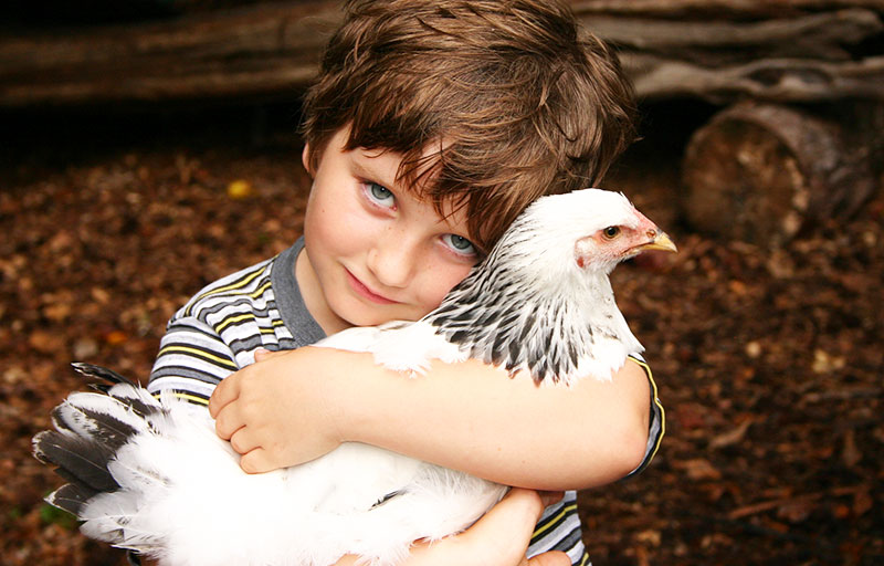 galline e bambini