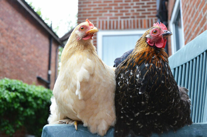 Codice Civile: le galline in condominio | Tuttosullegalline.it Codice Civile: le galline in condominio | Tuttosullegalline.it