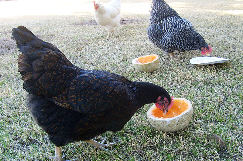 Galline mangiano gli avanzi di cibo