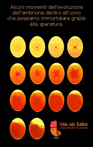 Speratura delle uova di gallina: cos'è, come farla e quando - Galline,  Pollaio, Ricette con Uova e Video divertenti