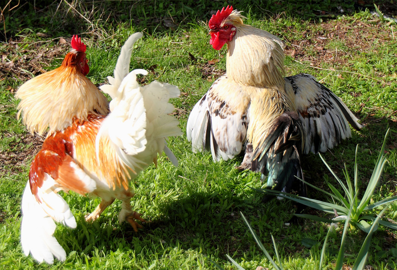 Galli che si azzuffano tra loro e fanno rumore