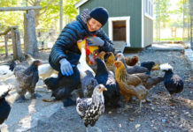 Isabella Rossellini e le sue galline: conoscenza e salvaguardia | Tuttosullegalline.it