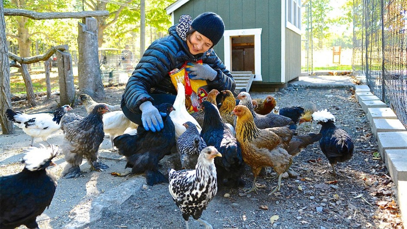 Isabella Rossellini e le sue galline: conoscenza e salvaguardia | Tuttosullegalline.it