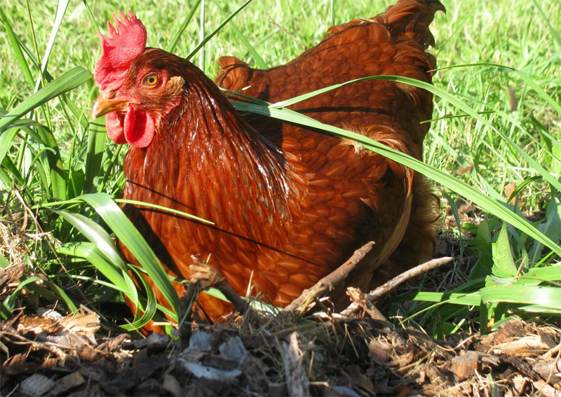 Gallina ovaiola in un prato erboso come da tradizionale allevamento rurale