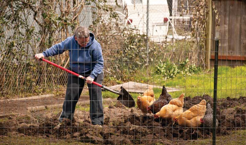 L'orto e il pollaio su scala domestica