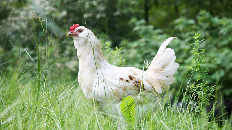 Odore delle galline scaccia le zanzare