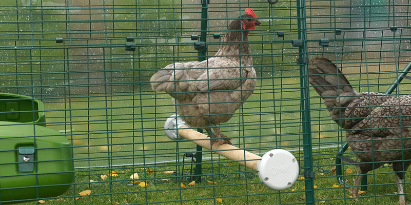 Trespoli Omlet per galline