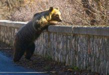 Il pollaio anti-orso nel Parco Nazionale d’Abruzzo | Tuttosullegalline.it