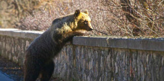 Il pollaio anti-orso nel Parco Nazionale d’Abruzzo | Tuttosullegalline.it