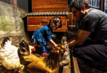 Matt Van Horn e sua figlia Sadie di 2 anni nutrono le loro galline