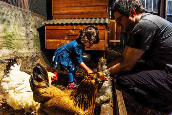 Matt Van Horn e sua figlia Sadie di 2 anni nutrono le loro galline