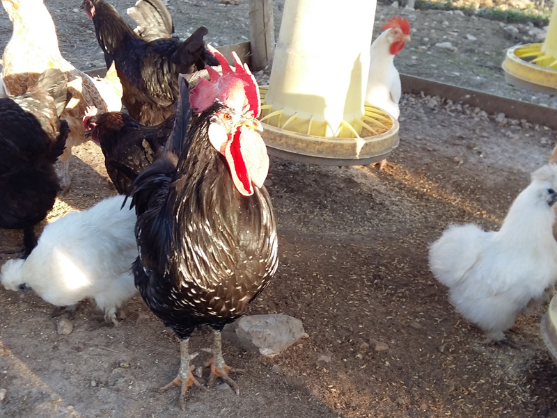 Il pollaio ("l'aia" del progetto) con le tante galline di razze avicole differenti