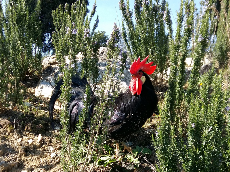 Un gallo tra il rosmarino del Borgo San Felice.