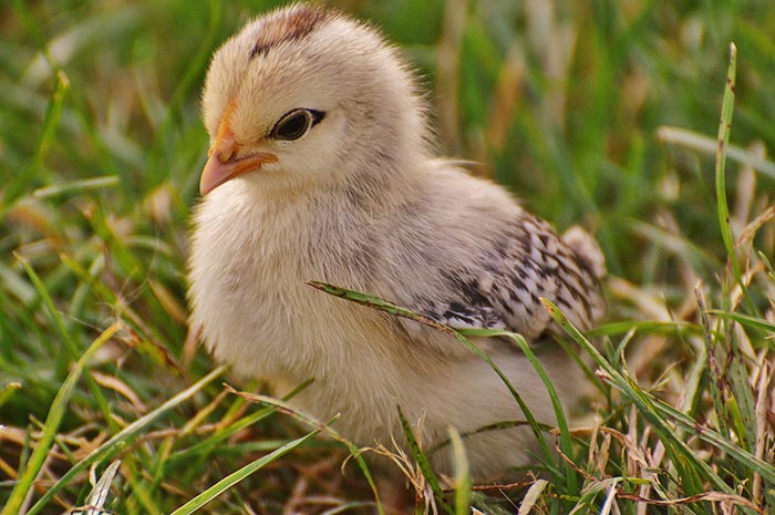 Pulcino, il piccolo della gallina dal piumino di vari colori