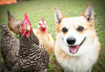 Video divertenti di galline e cani Corgy | Tuttosullegalline.it