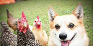 Video divertenti di galline e cani Corgy | Tuttosullegalline.it