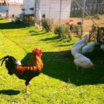 La Chioccinella d'Oro | Allevamento galline razze ornamentali e ovaiole