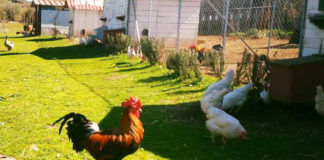 La Chioccinella d'Oro | Allevamento galline razze ornamentali e ovaiole