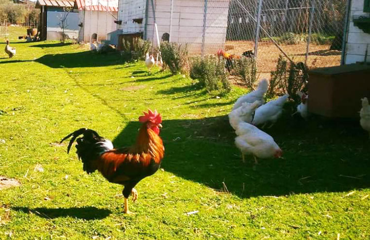 La Chioccinella d'Oro | Allevamento galline razze ornamentali e ovaiole