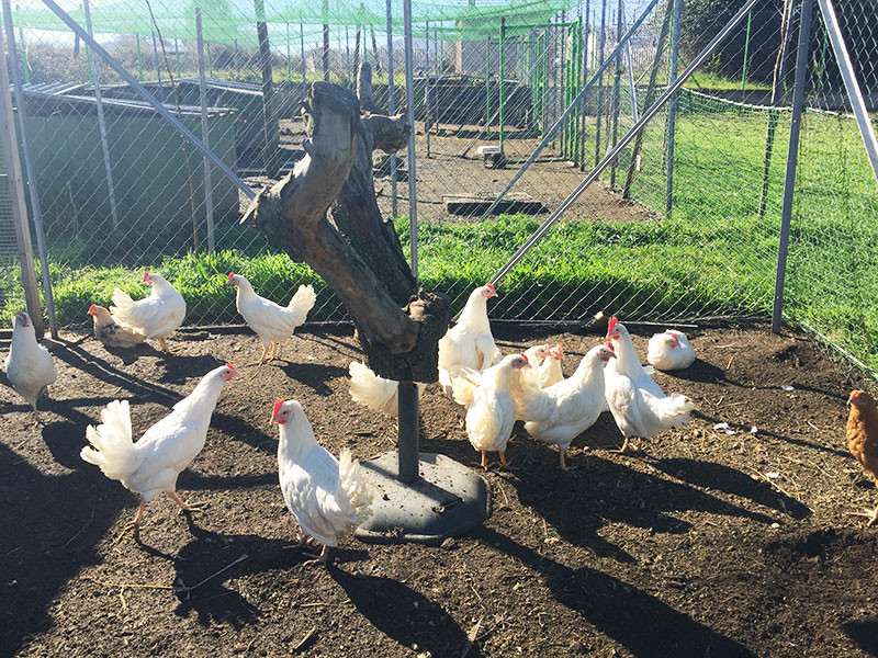 Allevamento avicolo La Chioccinella d'Oro, razze ornamentali e ovaiole | Roma