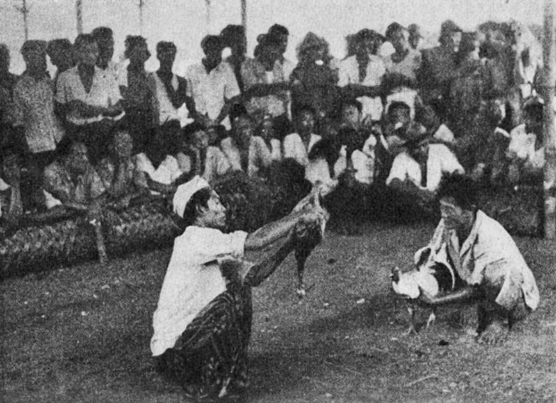 Combattimento tra galli, 1958 a Bali (durante lo studio sul campo dell'antropologo Geertz)