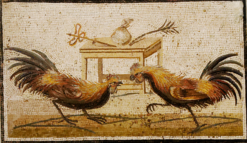 Il mosaico, rinvenuto a Pompei e ora esposto al Museo Archeologico Nazionale di Napoli, raffigurante un combattimento tra galli