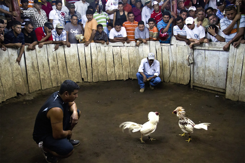 Combattimento tra galli (Nicaragua - 2011)