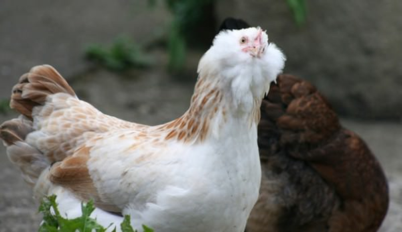 Il bel piumaggio della gallina Faverolles argentata frumento