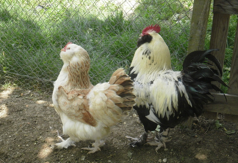 Gallina e gallo di razza Faverolles (Faverolles claire)