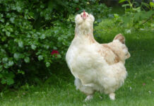 Faverolles: le favolose galline ornamentali dal portamento regale | Tuttosullegalline.it