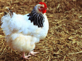 Gallina in inglese si traduce chicken, hen o girl | Tuttosullegalline.it