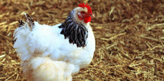 Gallina in inglese si traduce chicken, hen o girl | Tuttosullegalline.it