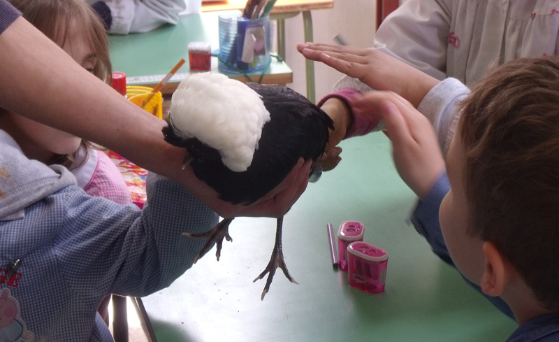 Pet-therapy in classe con galline