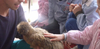 Pet-therapy con galline Moroseta, Padovane e Olandesi ciuffate (di Lorenzo Torrioli) | Tuttosullegalline.it